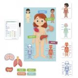 APRENDO EN POSITIVO EL CUERPO HUMANO DISET